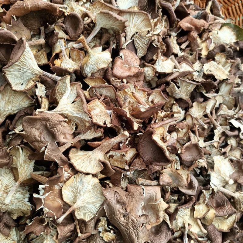 野生草蘑喇叭蘑酒盅蘑去根净重新货东北特产台蘑碗蘑产地批发