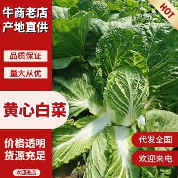 精品优质黄心白菜，新鲜上市，基地直供，来电洽谈