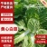 精品优质黄心白菜，新鲜上市，基地直供，来电洽谈