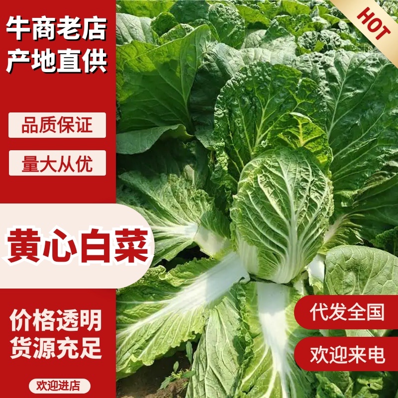 精品优质黄心白菜，新鲜上市，基地直供，来电洽谈