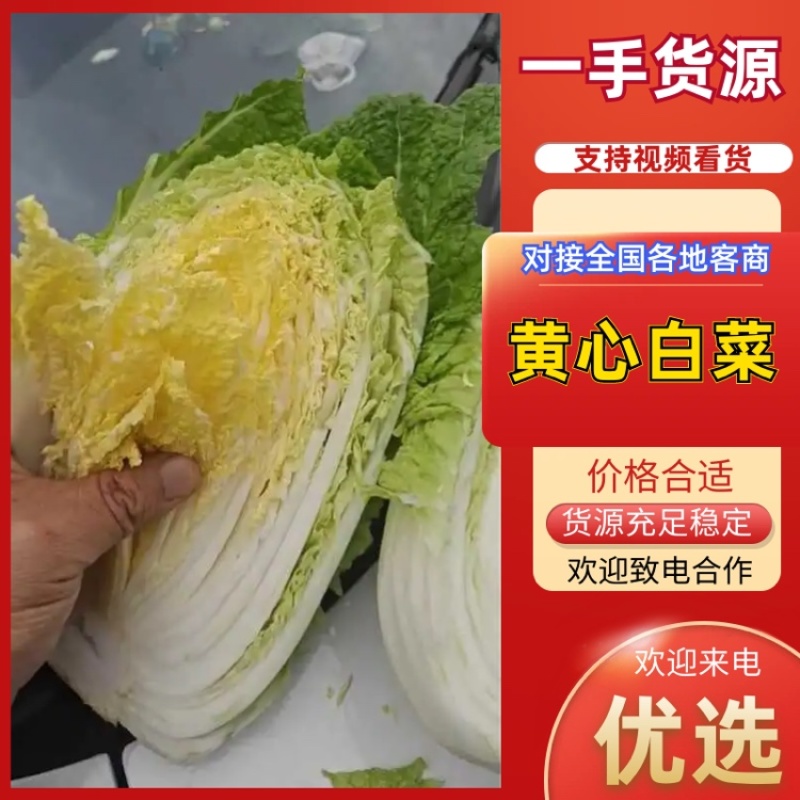 精品优质黄心白菜，新鲜上市，基地直供，来电洽谈