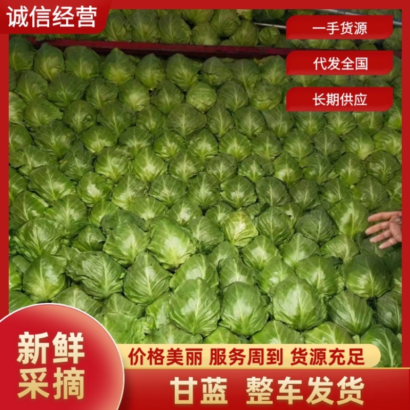 精品甘蓝中甘21，颜色绿个头均匀无病害质优价廉