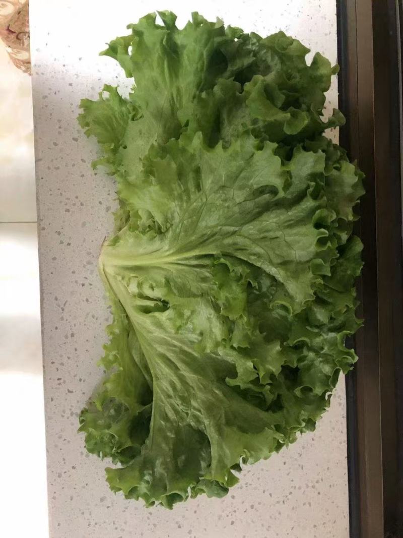 生菜，基地供货新鲜现摘现发，常年大量供应
