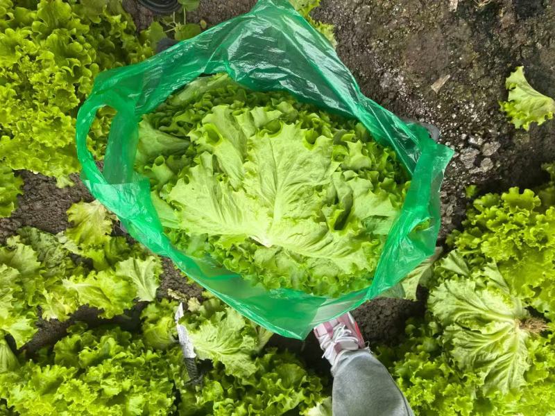 生菜，基地供货新鲜现摘现发，常年大量供应