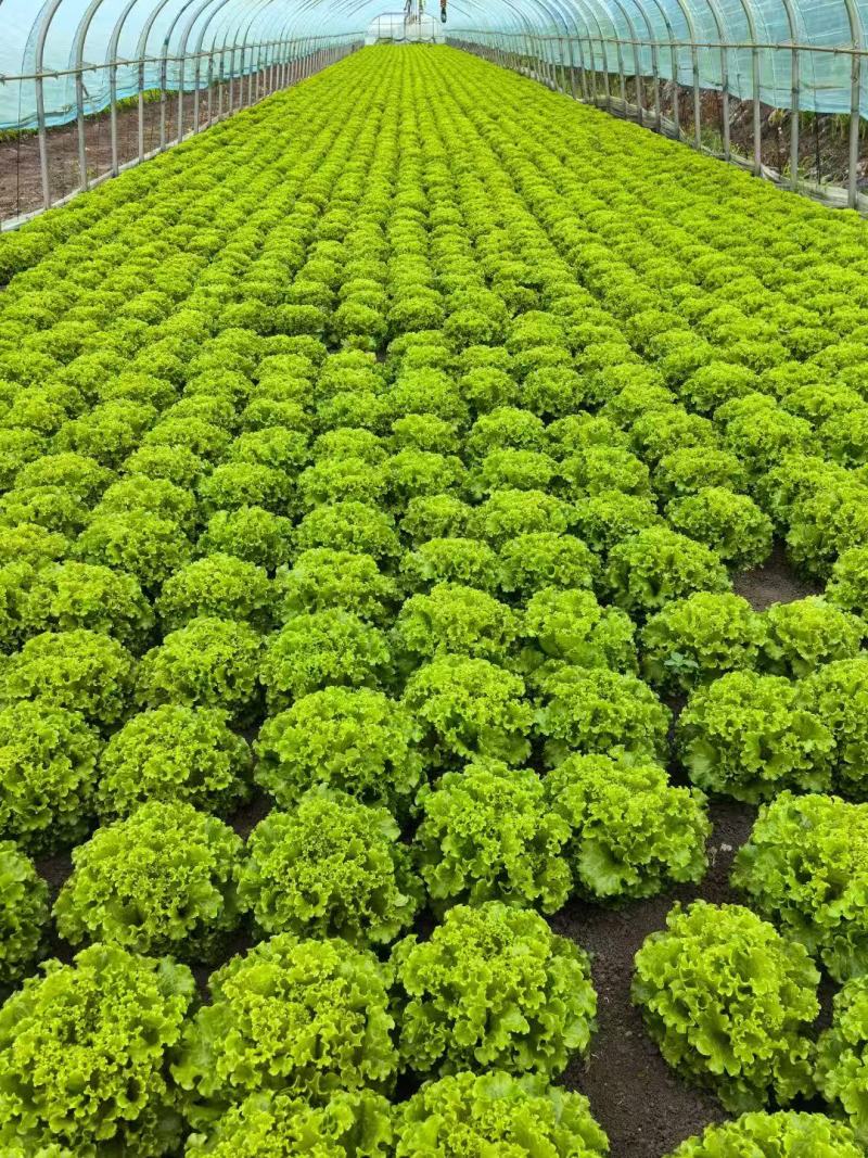 生菜，基地供货新鲜现摘现发，常年大量供应