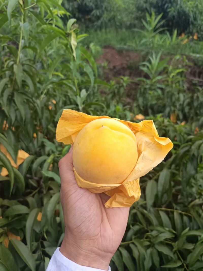 嵊州高山锦绣黄桃