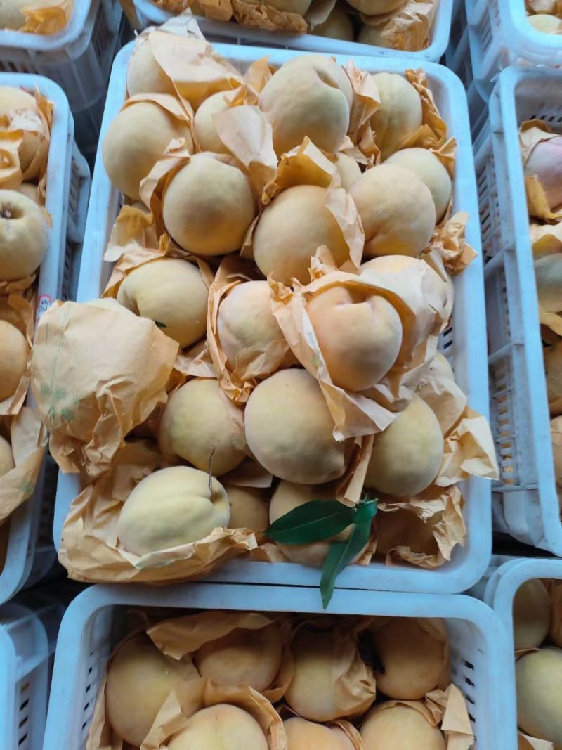 嵊州高山锦绣黄桃