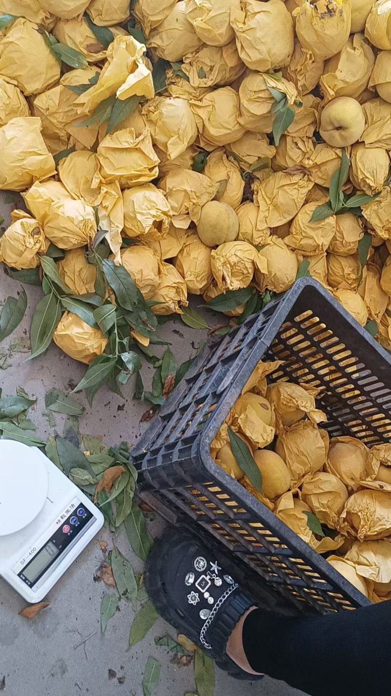 嵊州高山锦绣黄桃