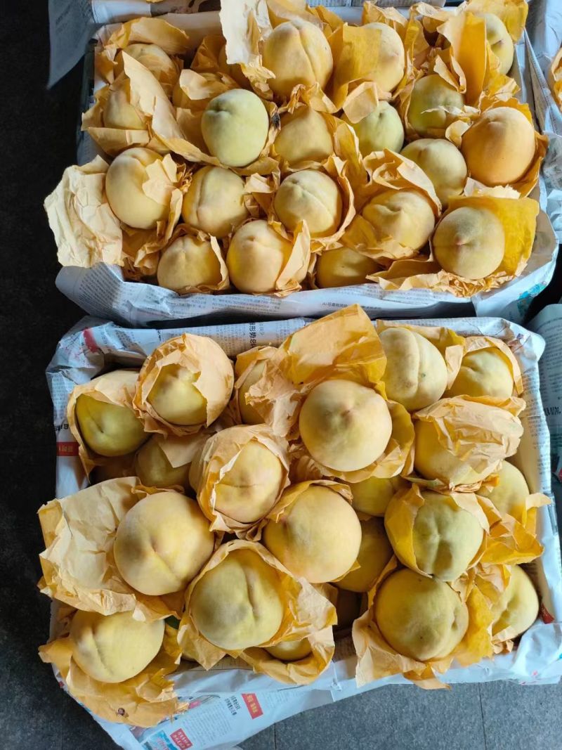 嵊州高山锦绣黄桃