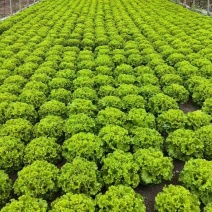 生菜，基地供货新鲜现摘现发，常年大量供应