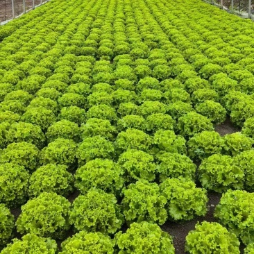 生菜，基地供货新鲜现摘现发，常年大量供应