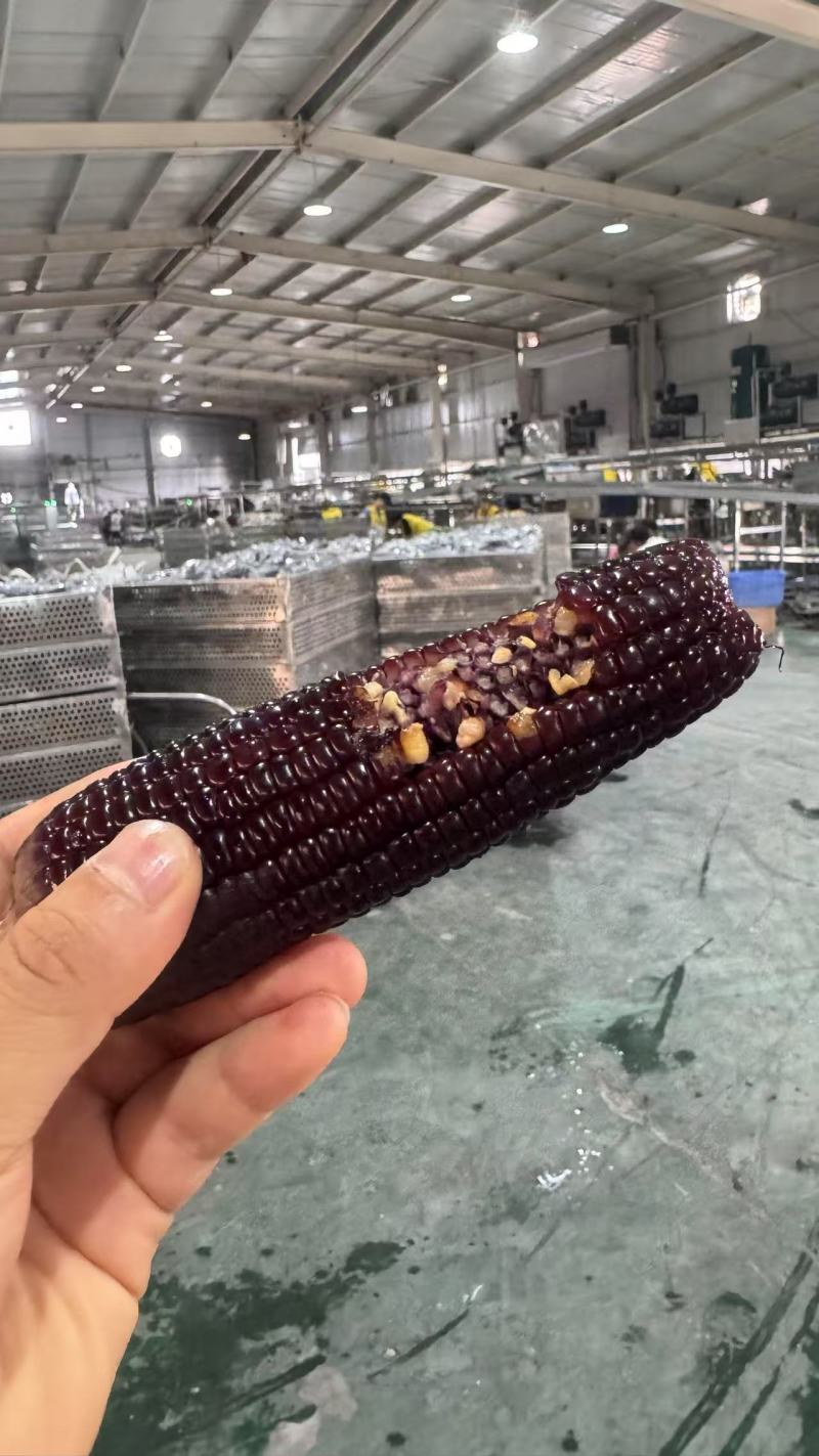 真空黄糯玉米