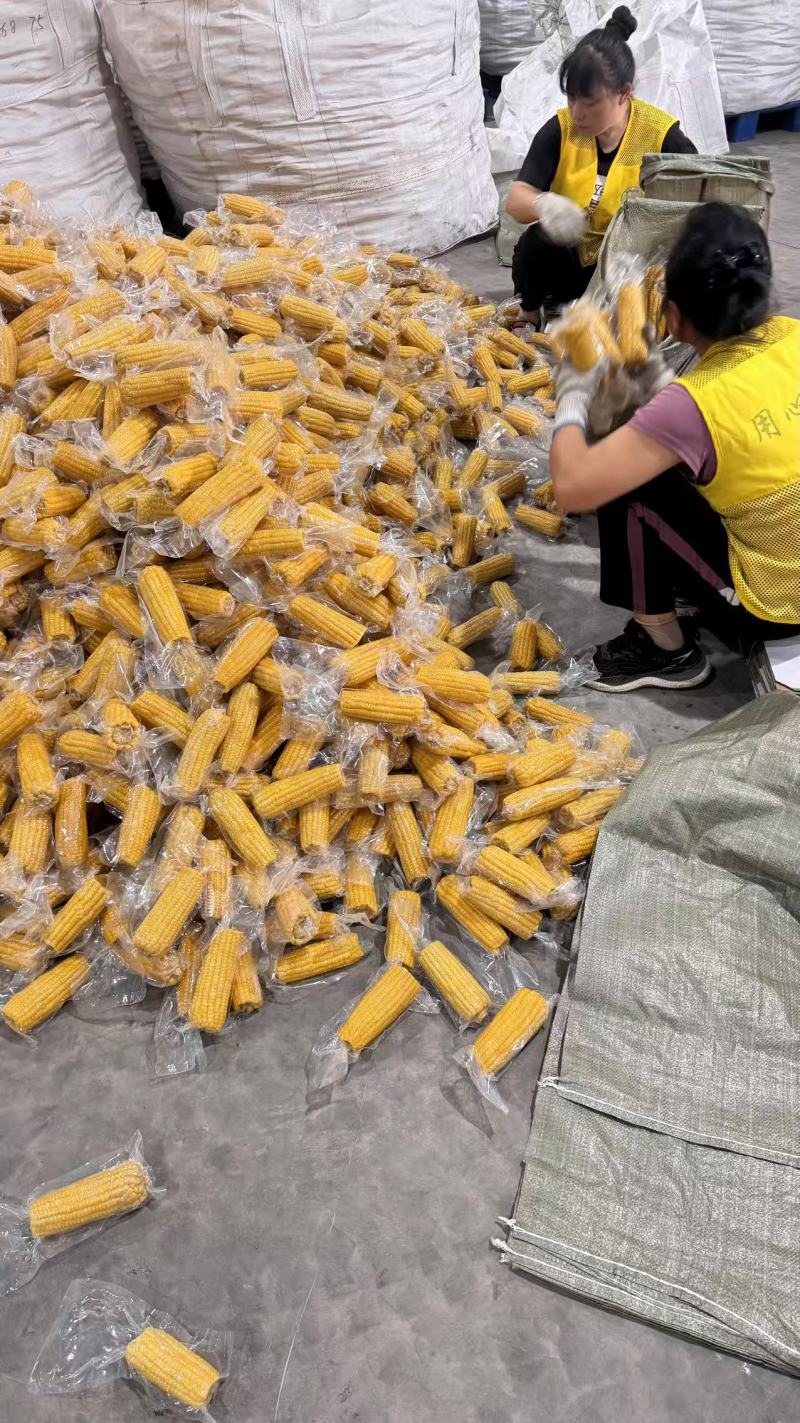 真空黄糯玉米