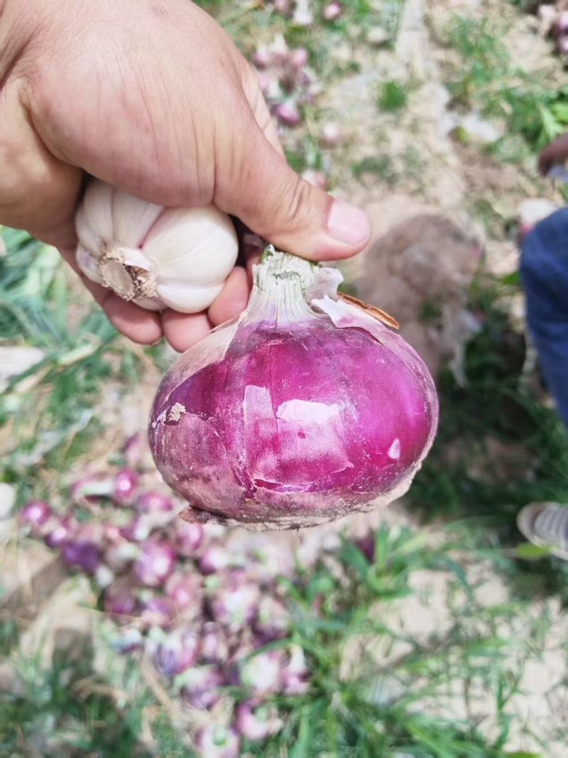 二红紫皮洋葱大量上市新鲜采摘一手货源保质保量视频看货