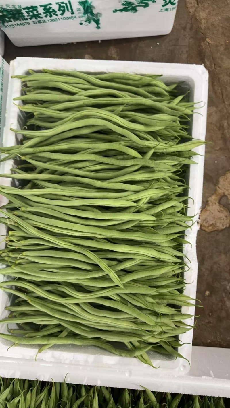 精品豆角