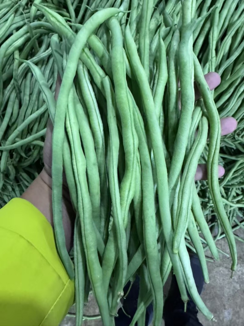 精品豆角