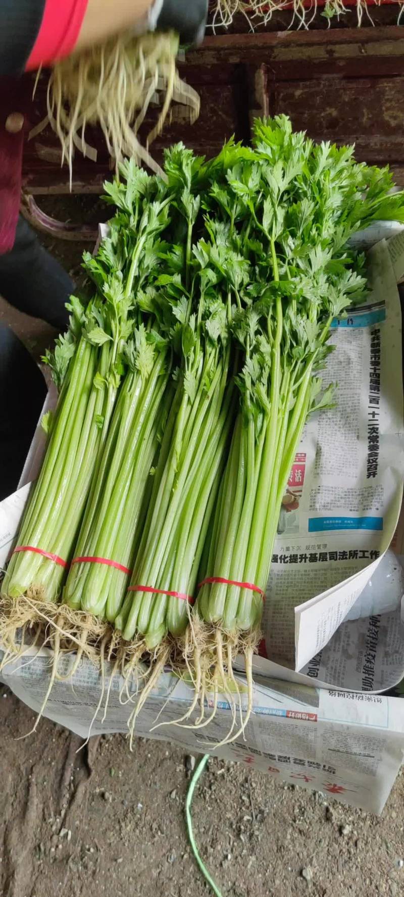 山东聊城优质香芹，货源充足，质量保证，按需包装，