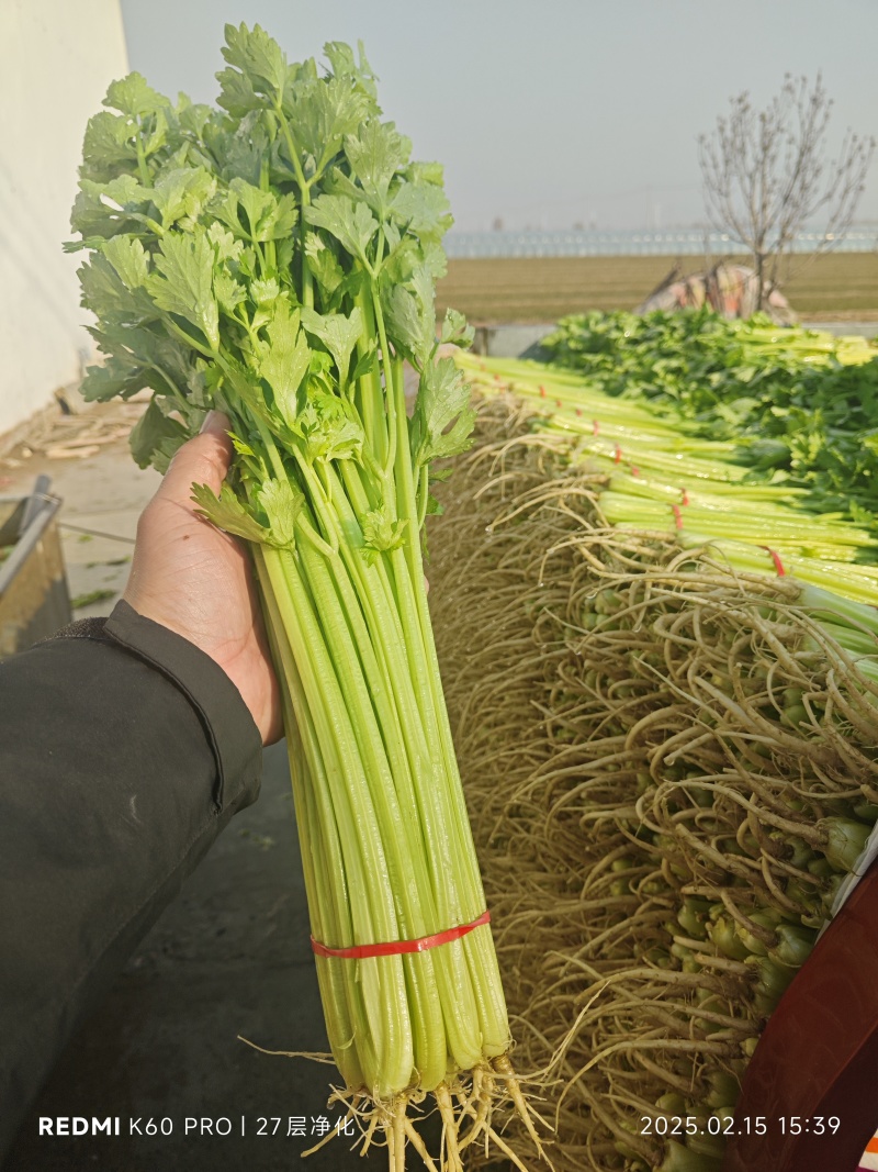 山东聊城优质香芹，货源充足，质量保证，按需包装，