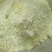 冻干榴莲粉