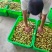 贵妃枣大量有货即将上市品质保障一手货源全国通发