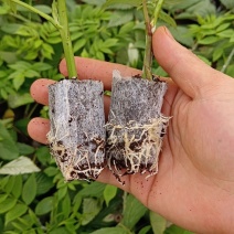 无刺黑泡小苗