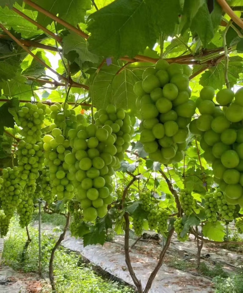 阳光玫瑰