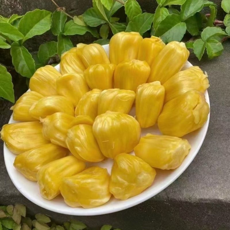 珍珠菠萝蜜产地直供包邮一件代发团购全国发货