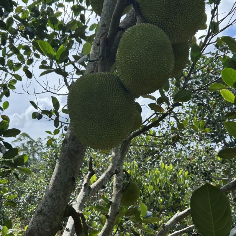 珍珠菠萝蜜产地直供包邮一件代发团购全国发货