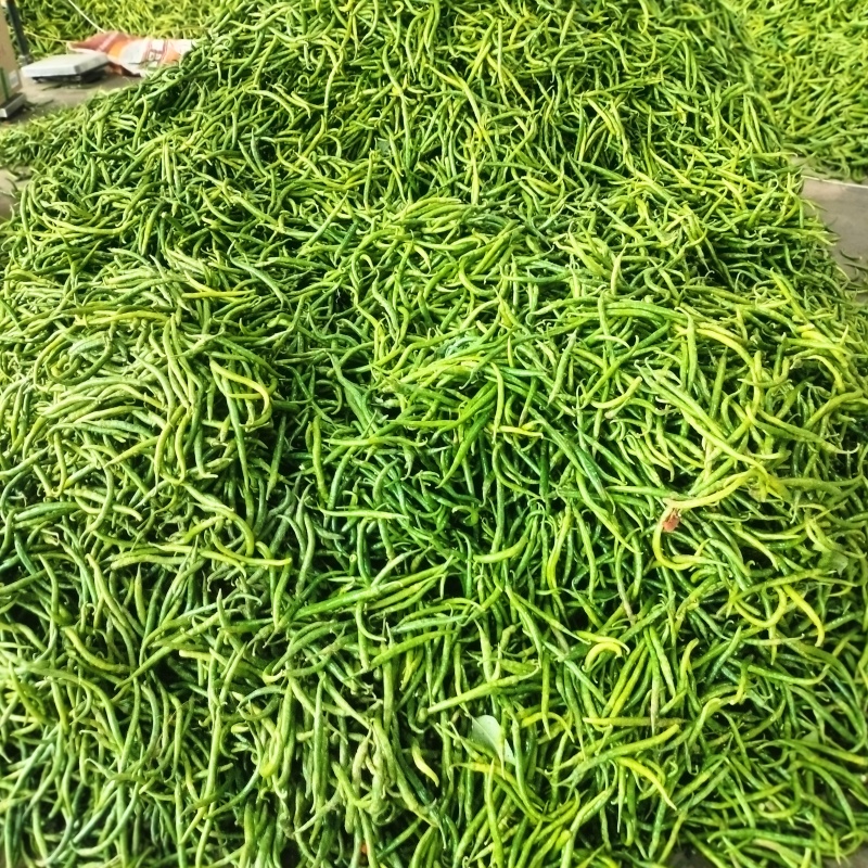 线椒