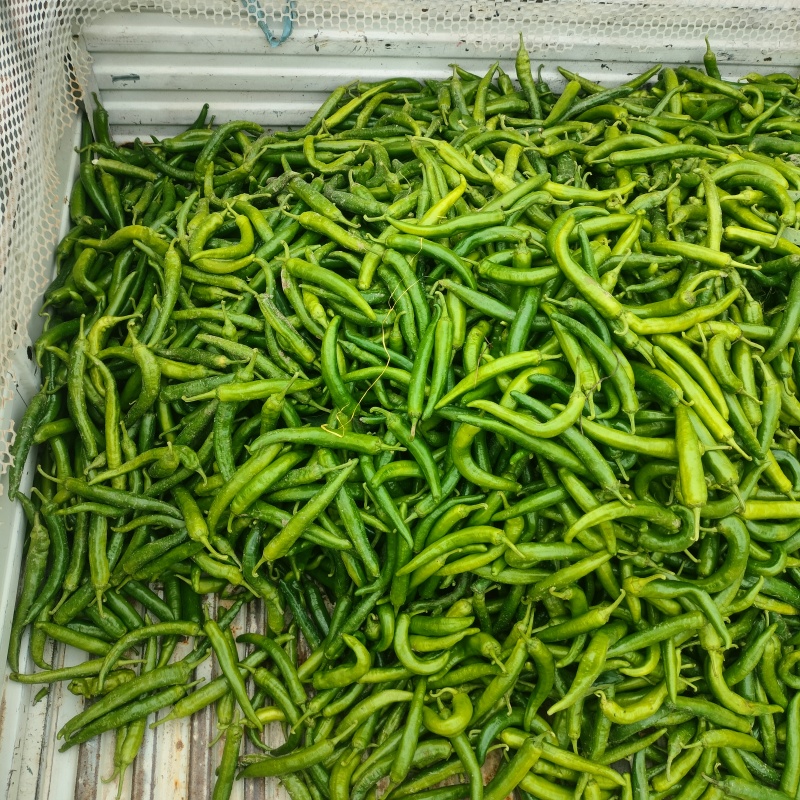 线椒