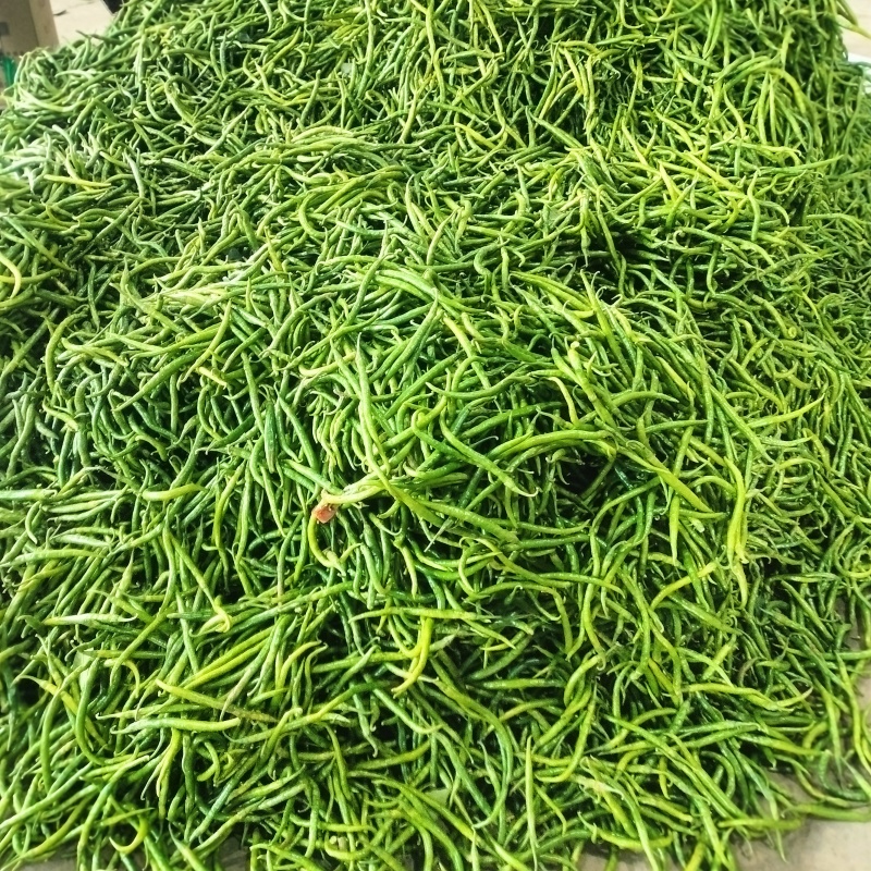 线椒