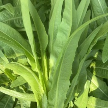 油麦菜，新鲜现摘现货现发，常年大量供应量大优惠