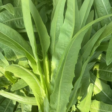 油麦菜，新鲜现摘现货现发，常年大量供应量大优惠