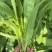 油麦菜，新鲜现摘现货现发，常年大量供应量大优惠