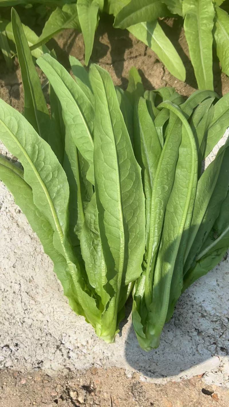油麦菜，新鲜现摘现货现发，常年大量供应量大优惠
