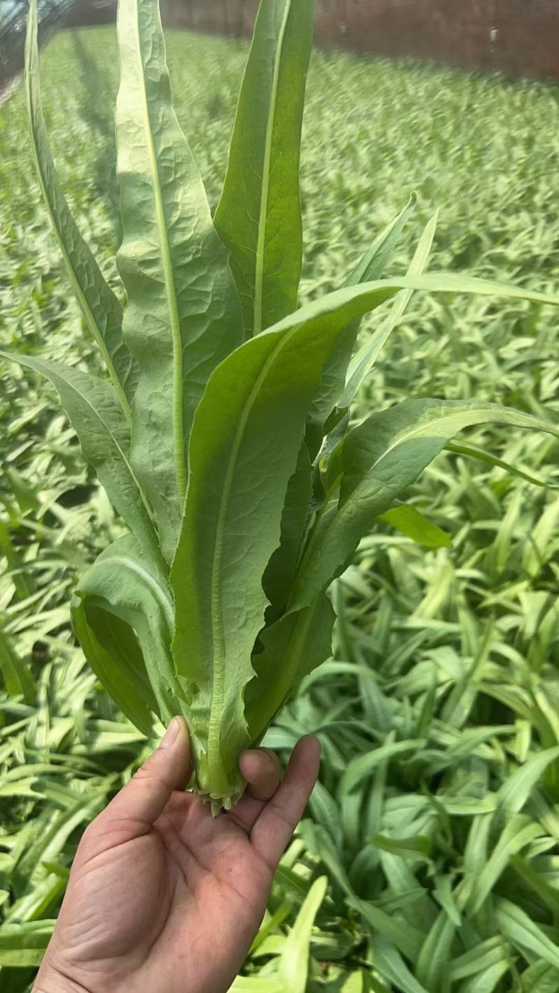 油麦菜，新鲜现摘现货现发，常年大量供应量大优惠