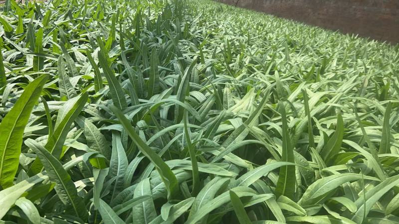 油麦菜，新鲜现摘现货现发，常年大量供应量大优惠