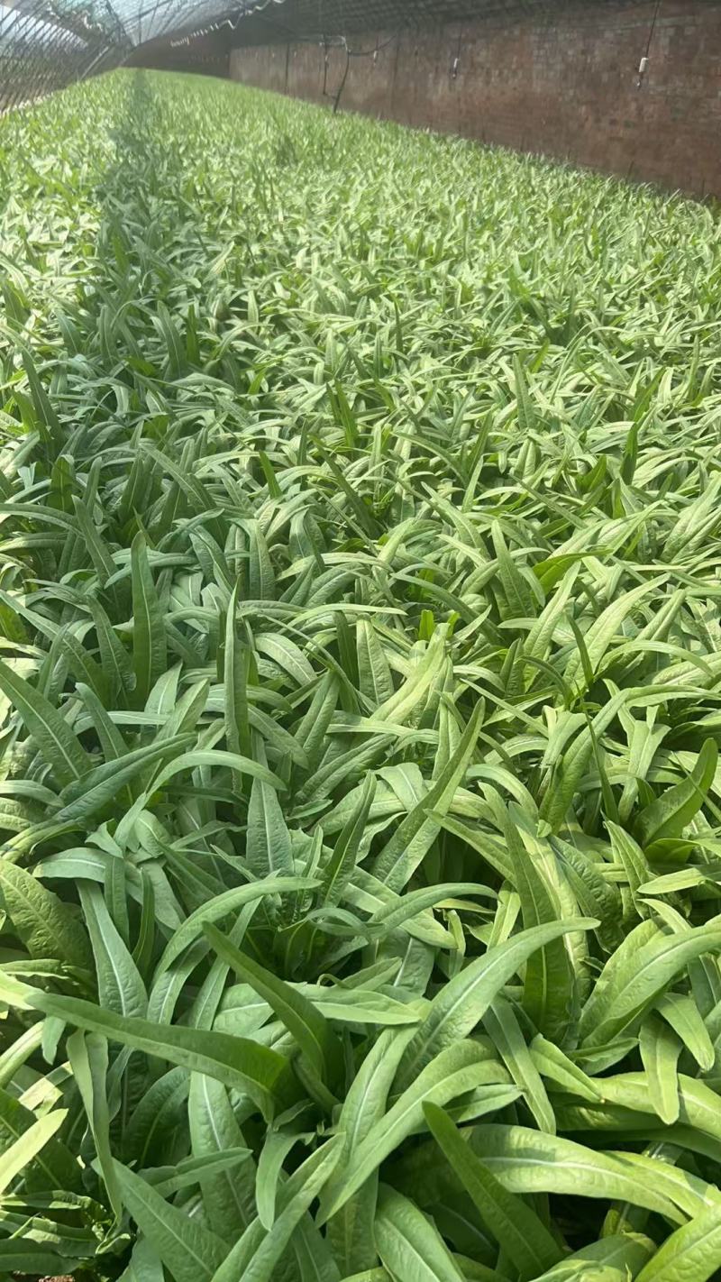 油麦菜，新鲜现摘现货现发，常年大量供应量大优惠
