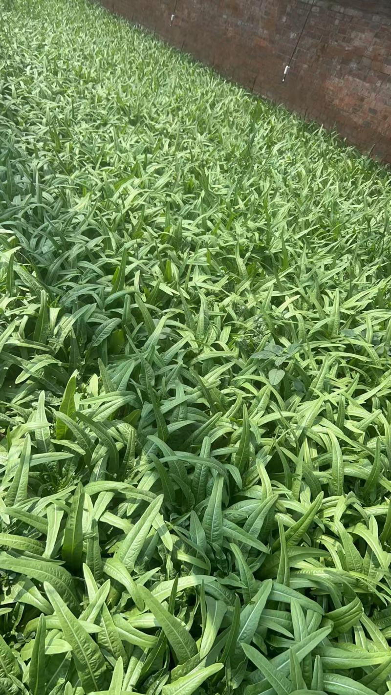 油麦菜，新鲜现摘现货现发，常年大量供应量大优惠
