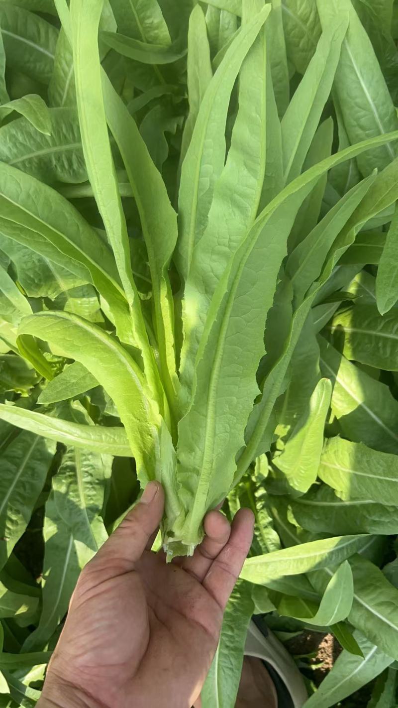 油麦菜，新鲜现摘现货现发，常年大量供应量大优惠
