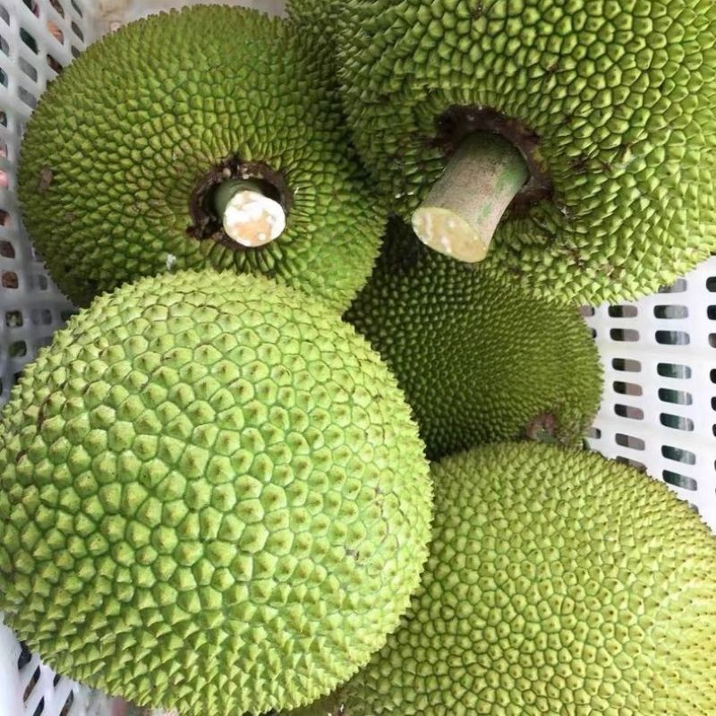 珍珠菠萝蜜产地直供包邮一件代发团购全国发货