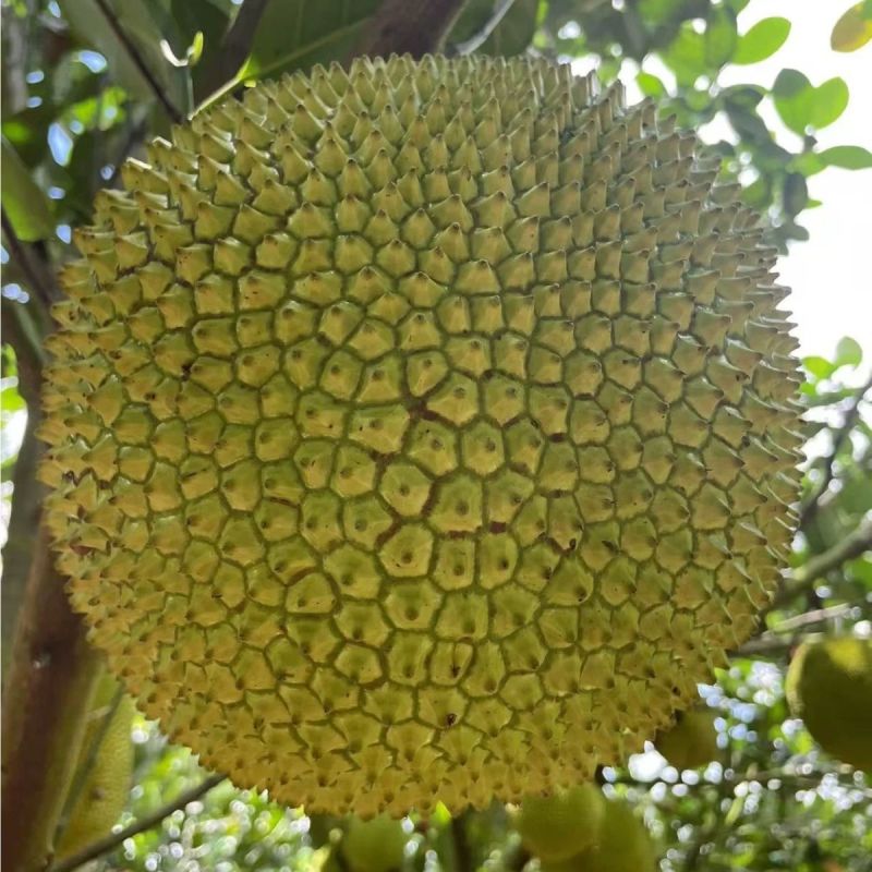珍珠菠萝蜜产地直供包邮一件代发团购全国发货