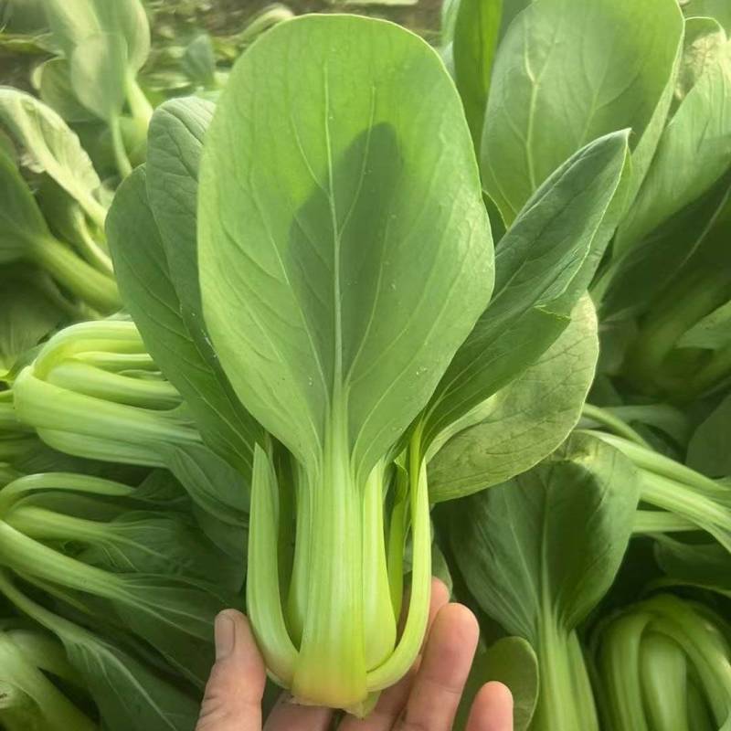 上海青，新鲜现摘，现货现发常年大量供应量大优惠