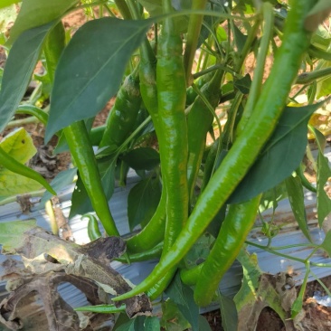 八号线椒