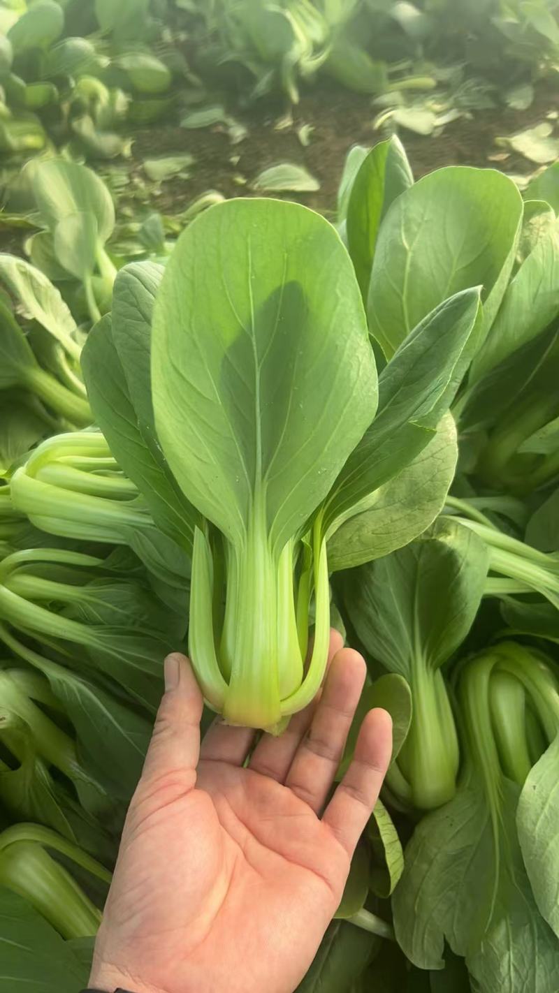 上海青，新鲜现摘，现货现发常年大量供应量大优惠