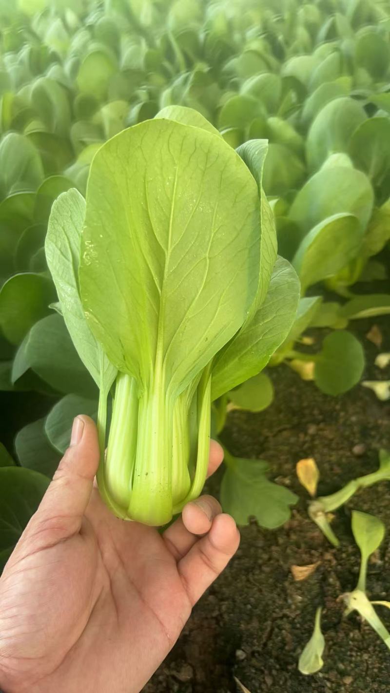 上海青，新鲜现摘，现货现发常年大量供应量大优惠