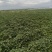 “推荐”宝鸡秦薯5号红薯产地现挖现装农家地头挑装货