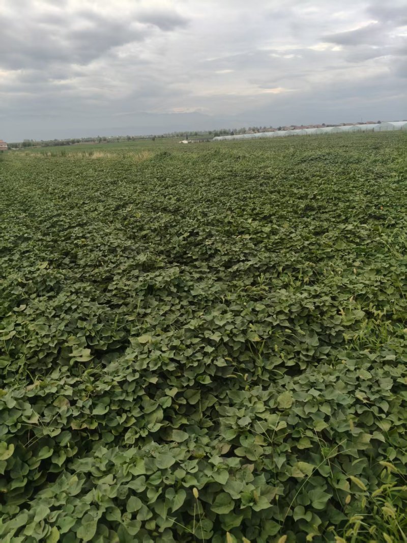 “推荐”宝鸡秦薯5号红薯产地现挖现装农家地头挑装货