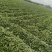 “推荐”宝鸡秦薯5号红薯产地现挖现装农家地头挑装货