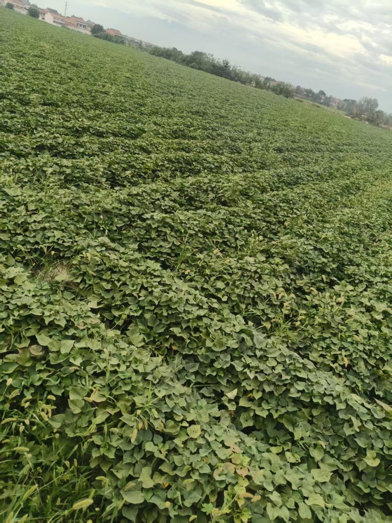 “推荐”宝鸡秦薯5号红薯产地现挖现装农家地头挑装货